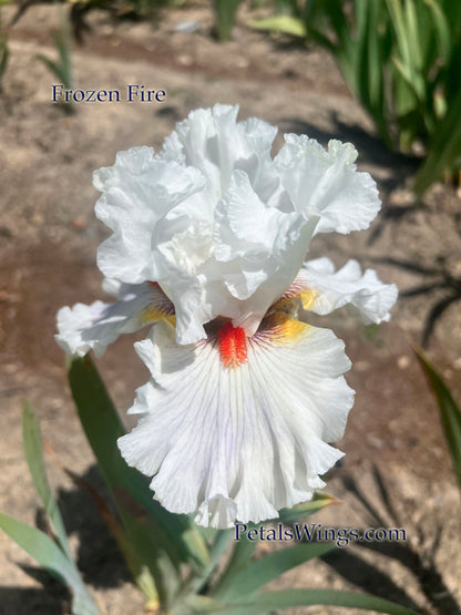 FROZEN FIRE - 2018 Tall Bearded Iris