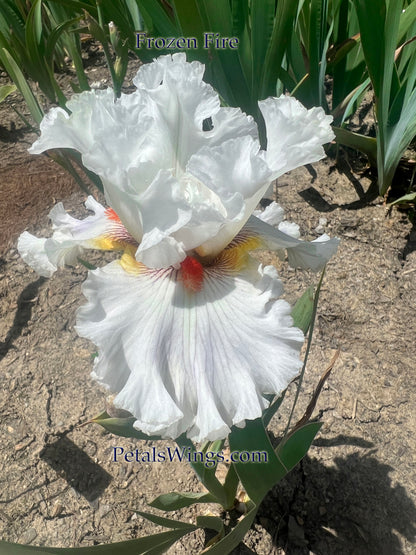 FROZEN FIRE - 2018 Tall Bearded Iris