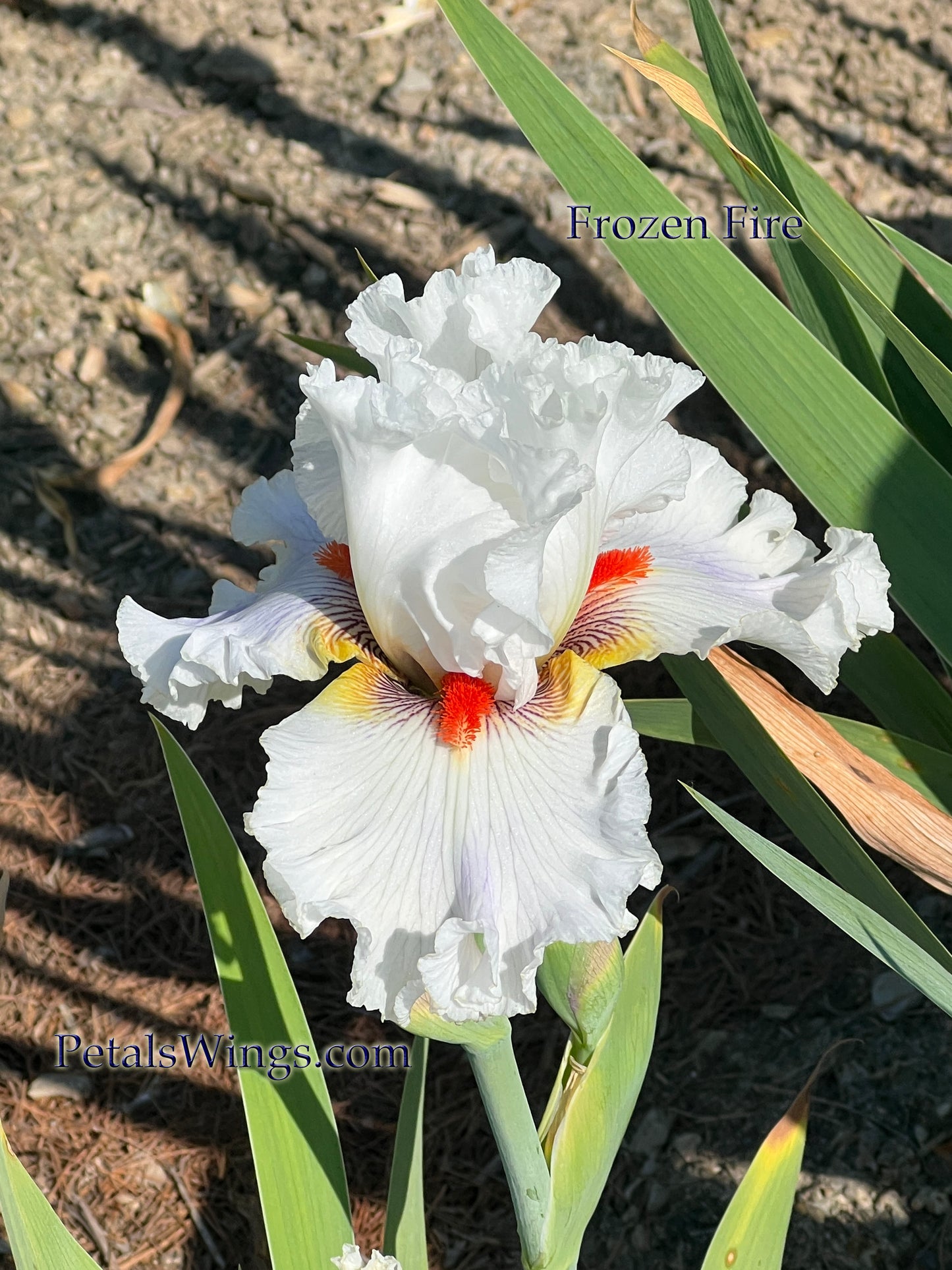 FROZEN FIRE - 2018 Tall Bearded Iris