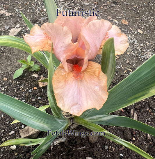 FUTURISTIC - 2023 - SDB - Fragrant