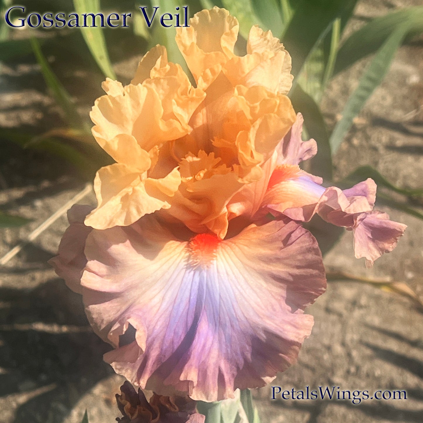 GOSSAMER VEIL - 2019  Tall Bearded Iris