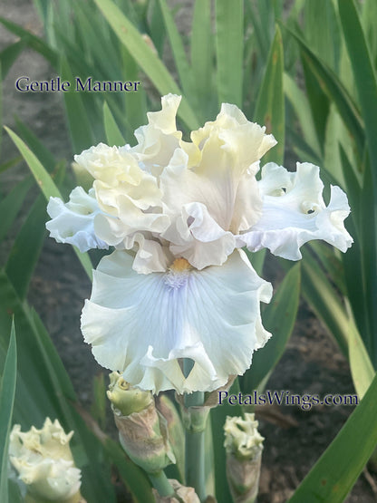 GENTLE MANNER - 2020 Tall Bearded Iris