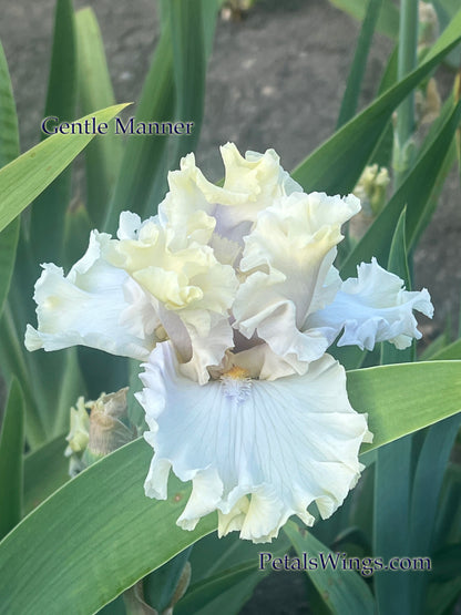 GENTLE MANNER - 2020 Tall Bearded Iris