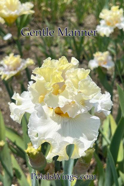 GENTLE MANNER - 2020 Tall Bearded Iris