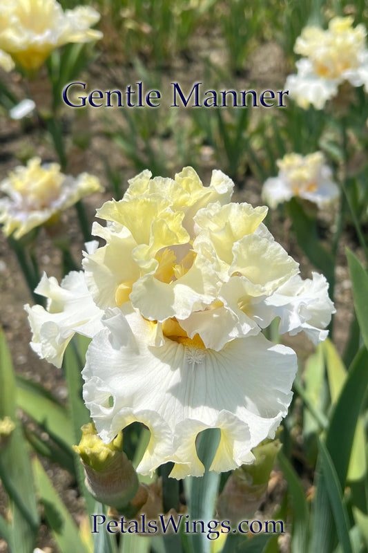 GENTLE MANNER - 2020 Tall Bearded Iris