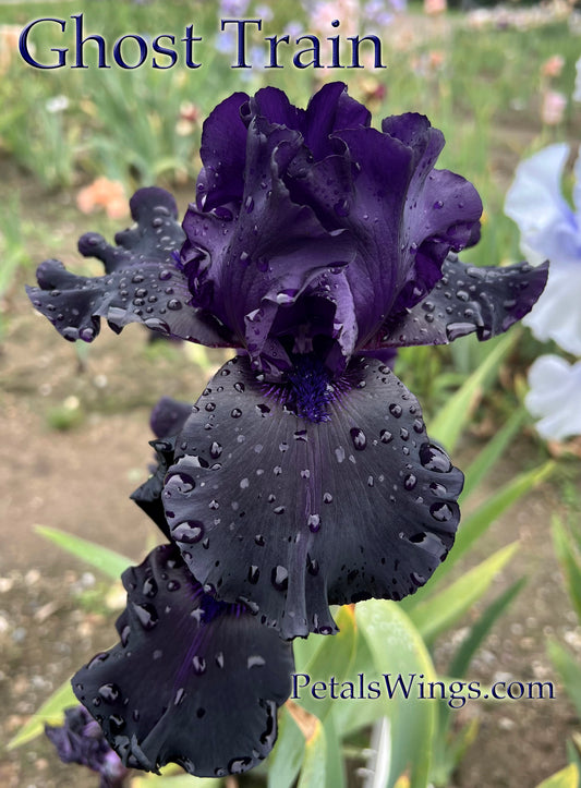 GHOST TRAIN - 2000  TB