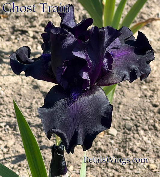 GHOST TRAIN - 2000  Tall Bearded Iris