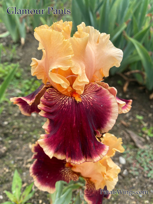 GLAMOUR PANTS - 2004 Tall Bearded Iris