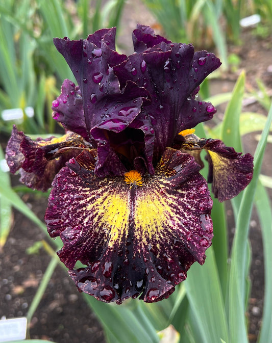 GOAT RODEO - 2022 - TB - Fragrant