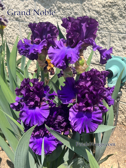 GRAND NOBLE - 2022  Tall Bearded Iris