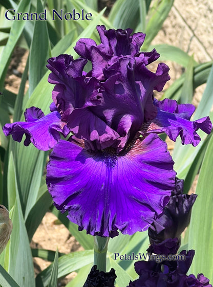 GRAND NOBLE - 2022  Tall Bearded Iris