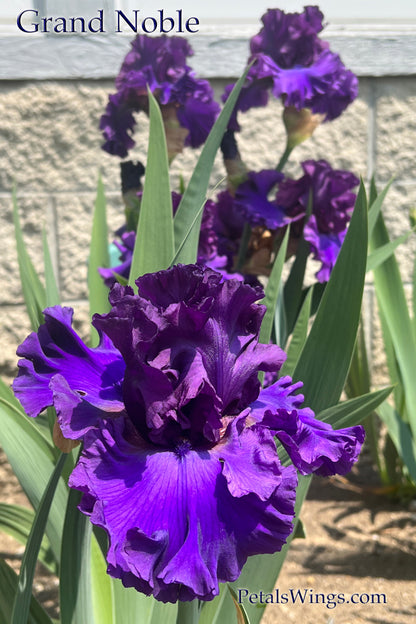 GRAND NOBLE - 2022  Tall Bearded Iris