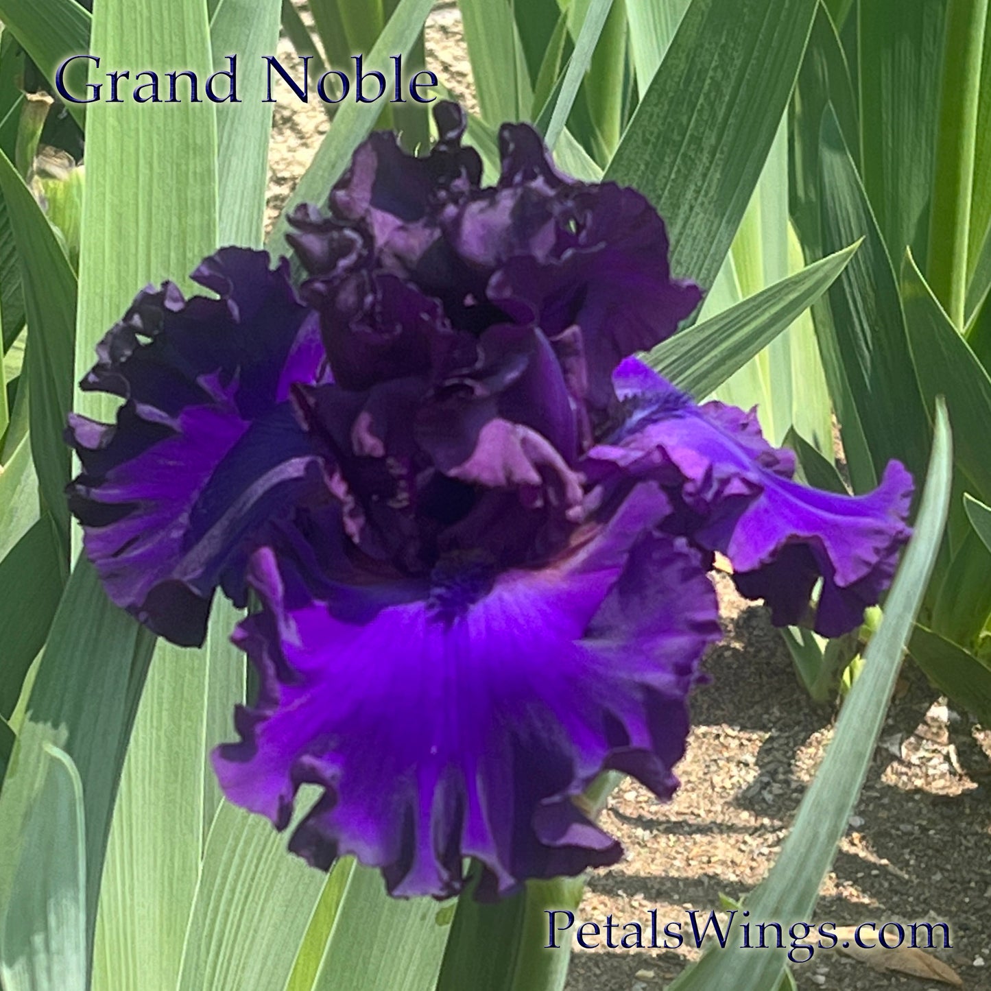 GRAND NOBLE - 2022  Tall Bearded Iris