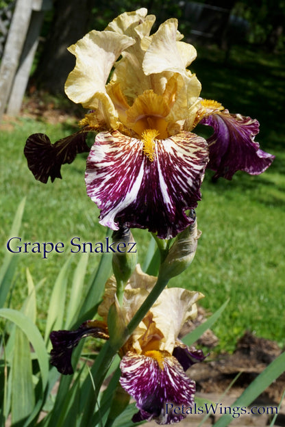 GRAPE SNAKEZ - 1990 - TB - Fragrant