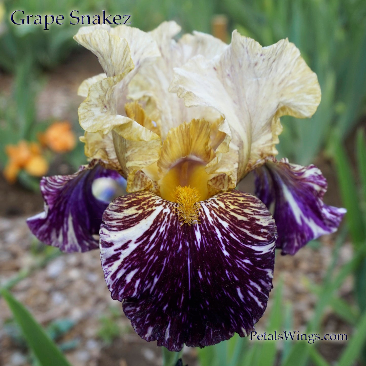 GRAPE SNAKEZ - 1990 - TB - Fragrant