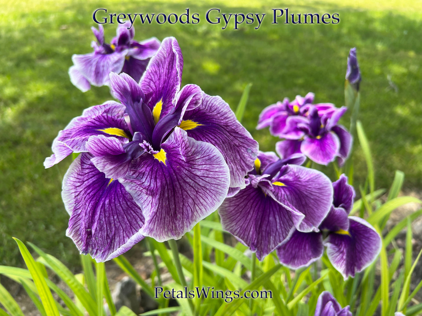 Greywoods Gypsy Plumes - 2003 Ensata Japanese Iris