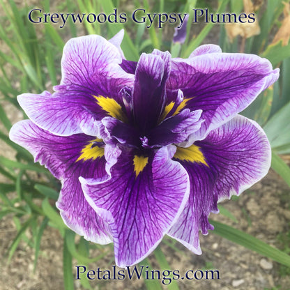 Greywoods Gypsy Plumes - 2003 Ensata Japanese Iris