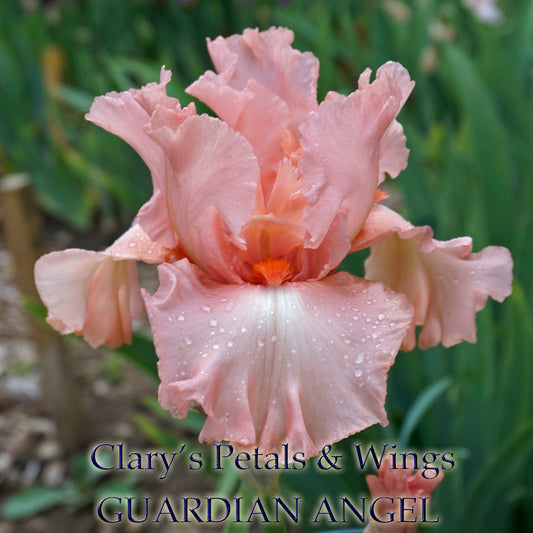 GUARDIAN ANGEL - 2005 Tall Bearded Iris