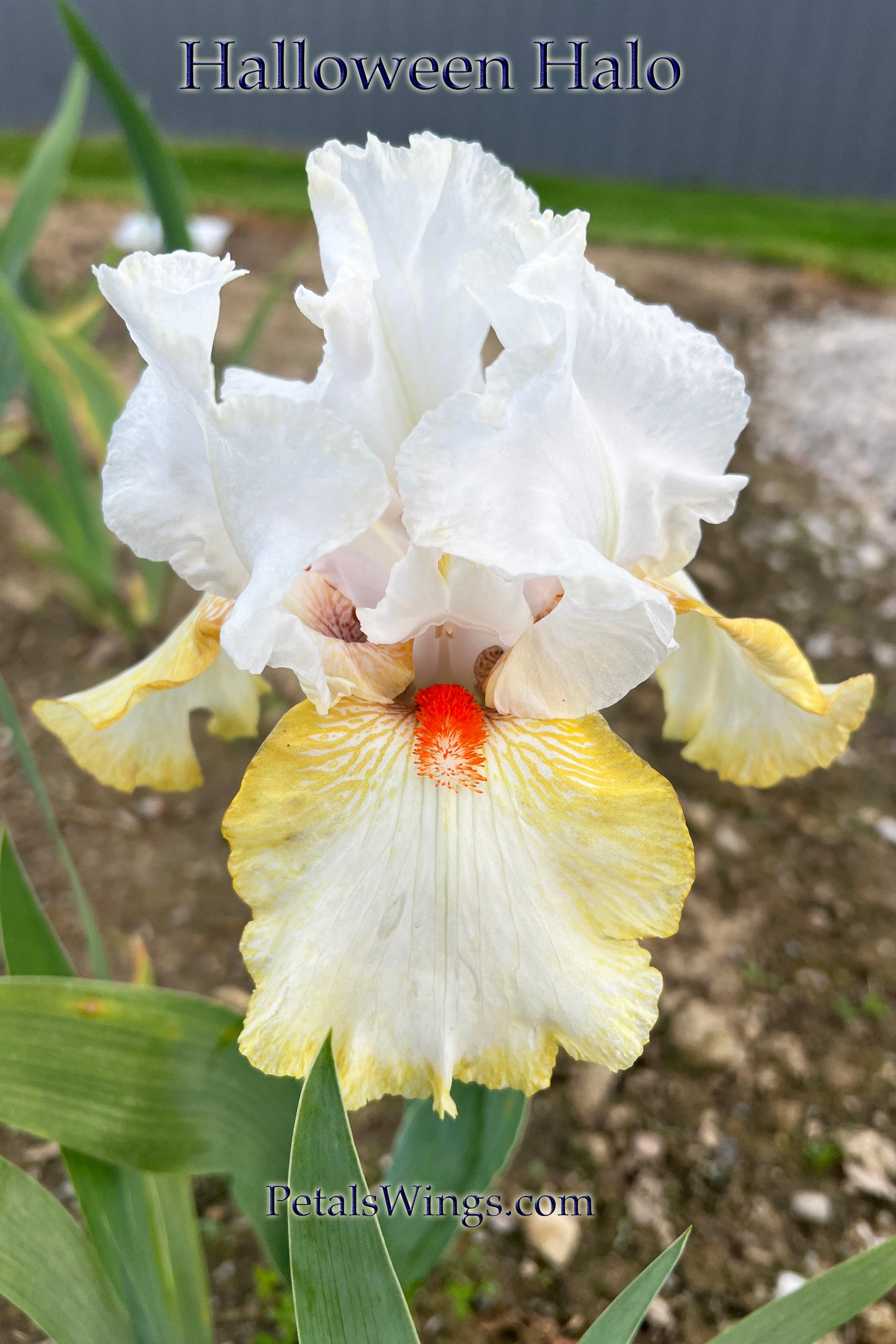 HALLOWEEN HALO - 1991 - Tall Bearded Iris - Reblooming