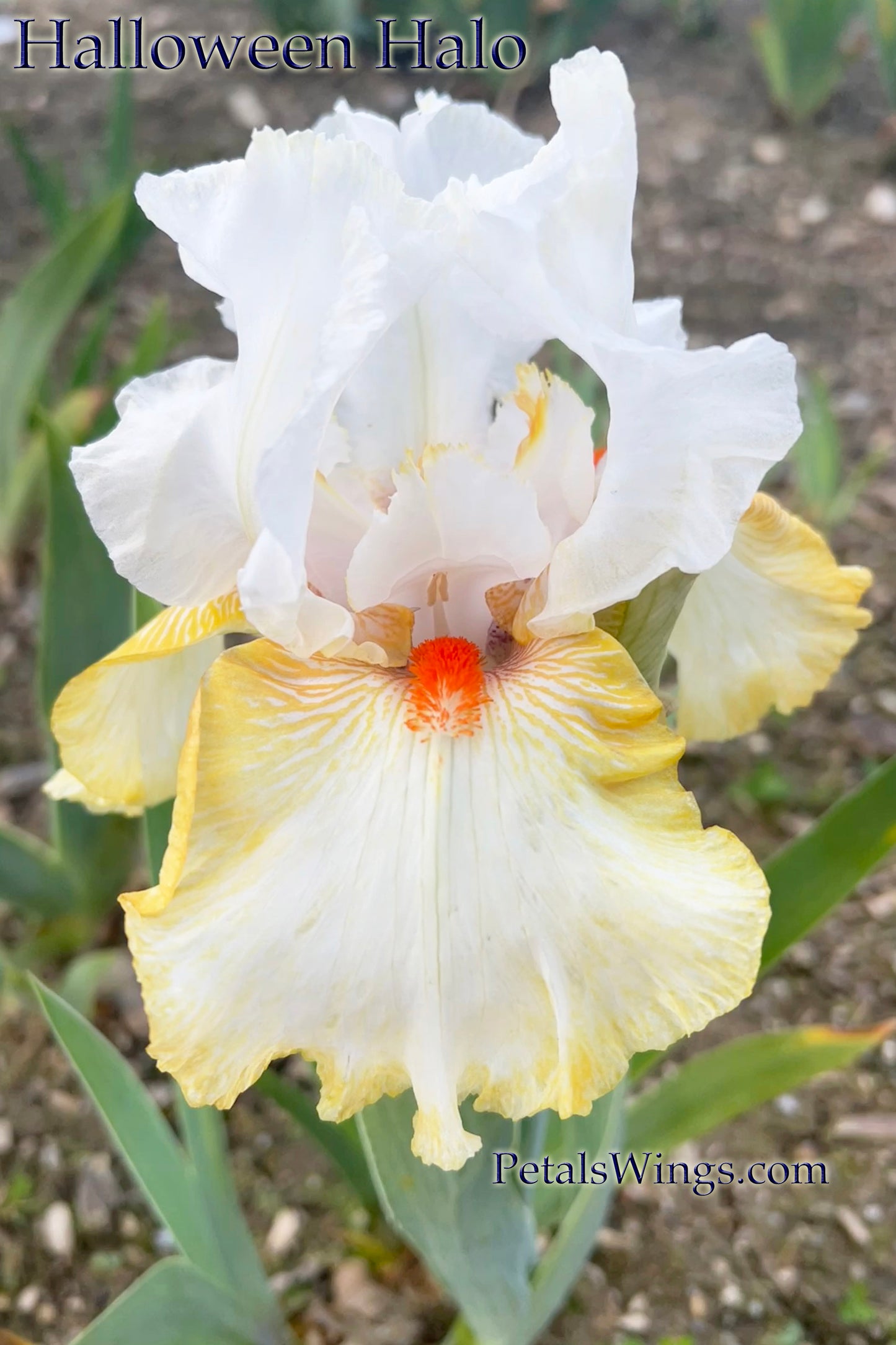 HALLOWEEN HALO - 1991 - Tall Bearded Iris - Reblooming