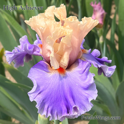 HIGH ACHIEVER - 2022  Tall Bearded Iris