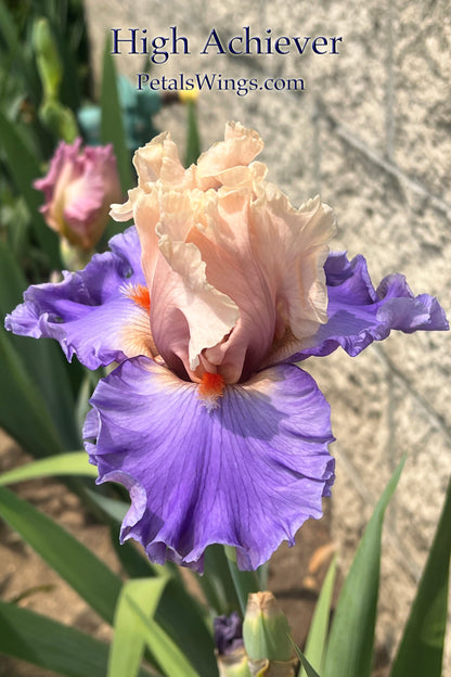 HIGH ACHIEVER - 2022  Tall Bearded Iris