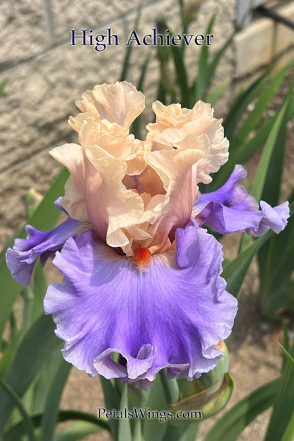 HIGH ACHIEVER - 2022  Tall Bearded Iris