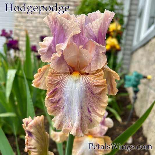 HODGEPODGE - 2024 - TB - Fragrant
