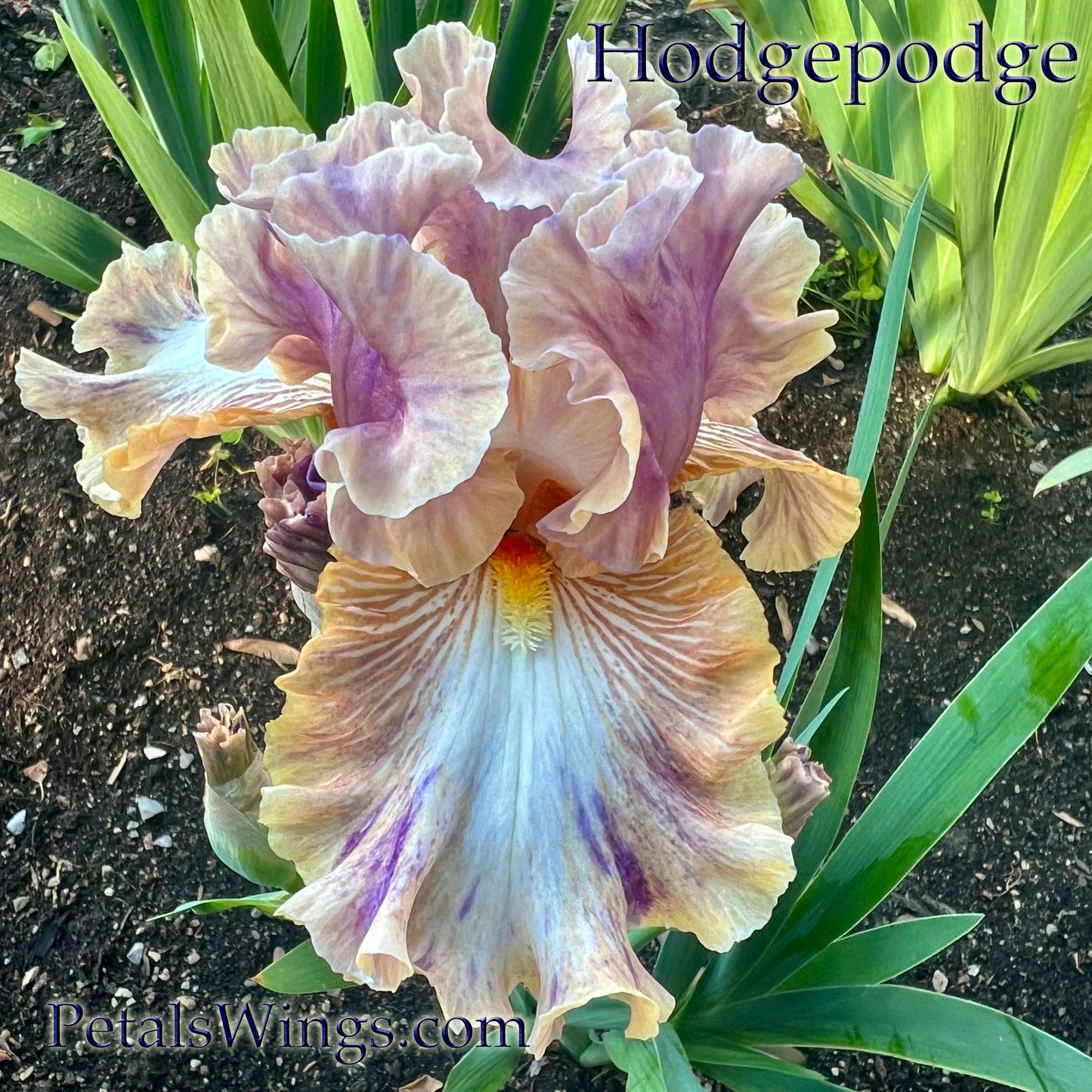 HODGEPODGE - 2024 - TB - Fragrant