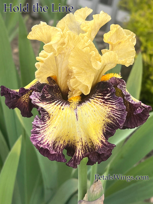 HOLD THE LINE - 2020 TB