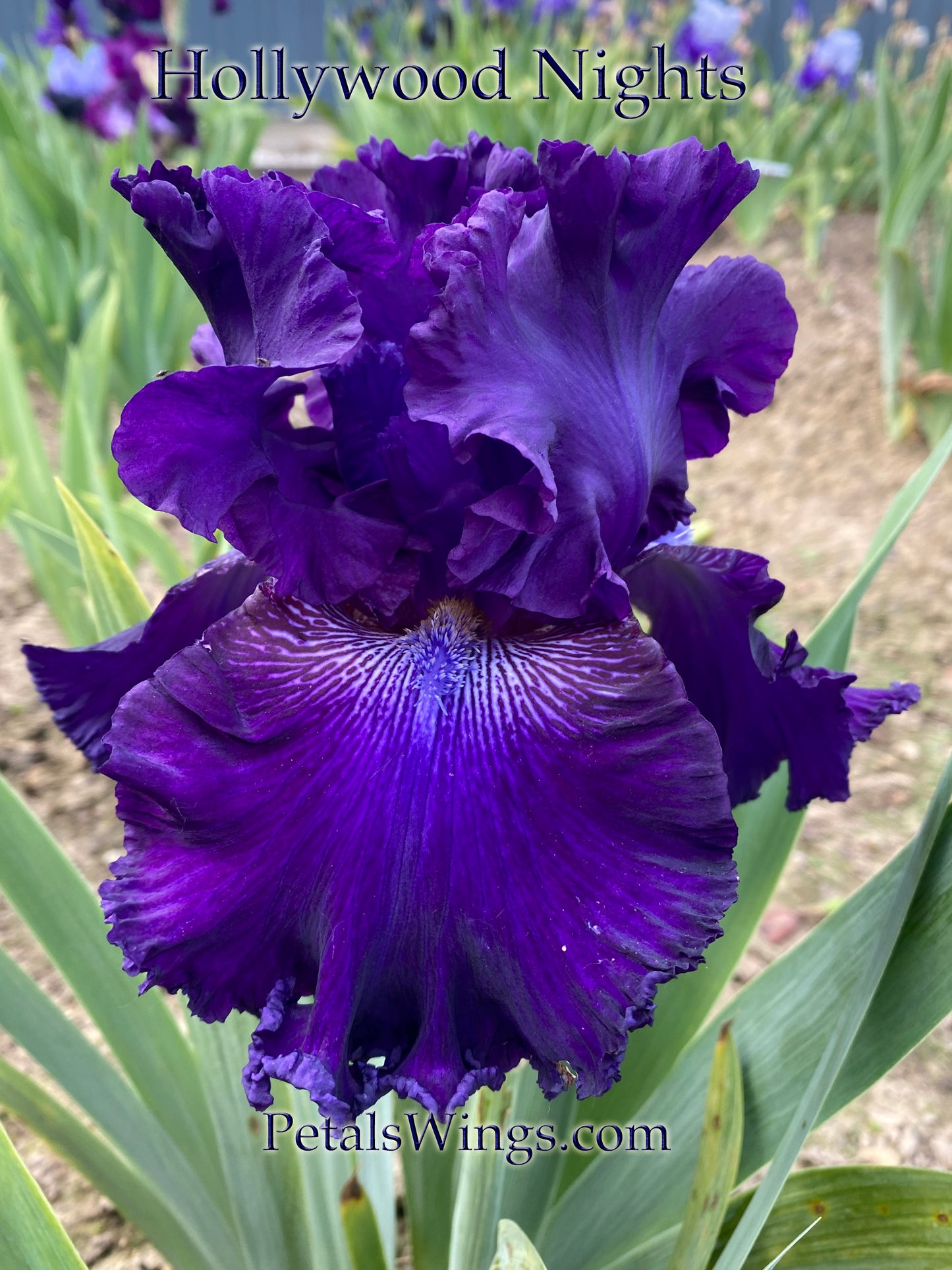 HOLLYWOOD NIGHTS - 2001 TB-Fragrant