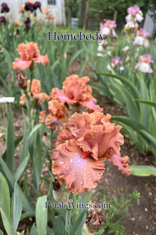 HOMEBODY - 2011 TB-Fragrant