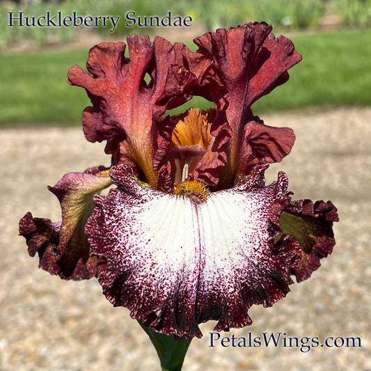 HUCKLEBERRY SUNDAE-2014 TB