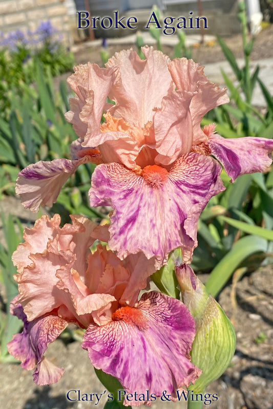 BROKE AGAIN - 2010 - TB - Reblooming