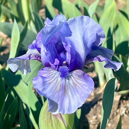 MUPPETS SISTER - Standard Dwarf Bearded Iris