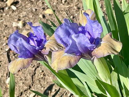 WIZARD OF HOPE - Reblooming Standard Dwarf Bearded Iris