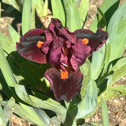 OUTSPOKEN - Standard Dwarf Bearded Iris
