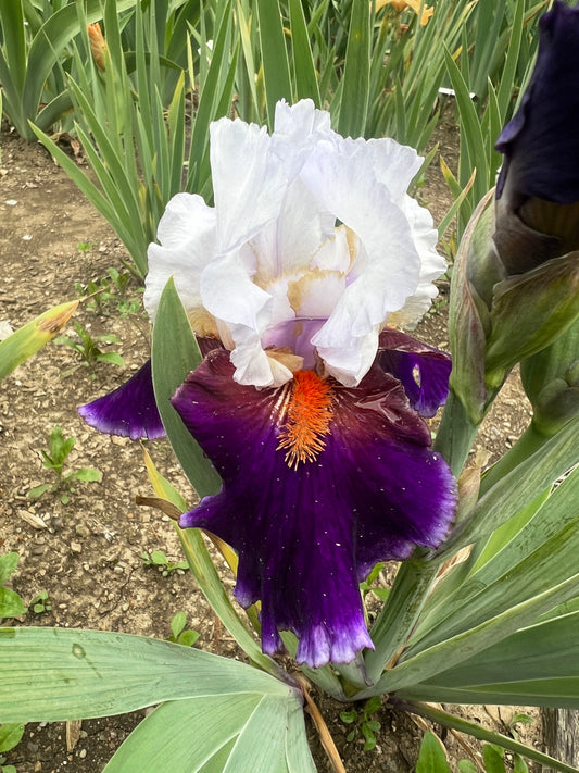 SHARP SHOOTER - 2000 - TB