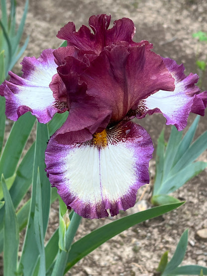 JUPITER’S RINGS -  Tall Bearded Iris