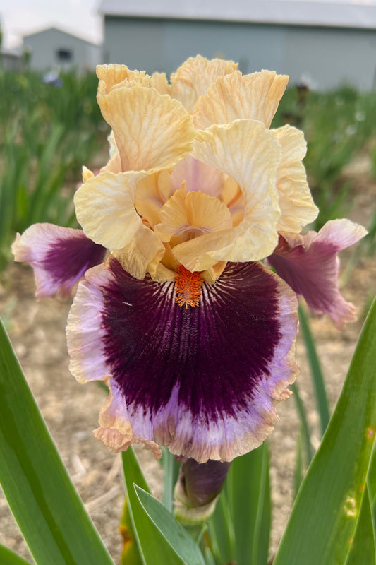 DOUBLE KICK - 2020 - TB - Fragrant