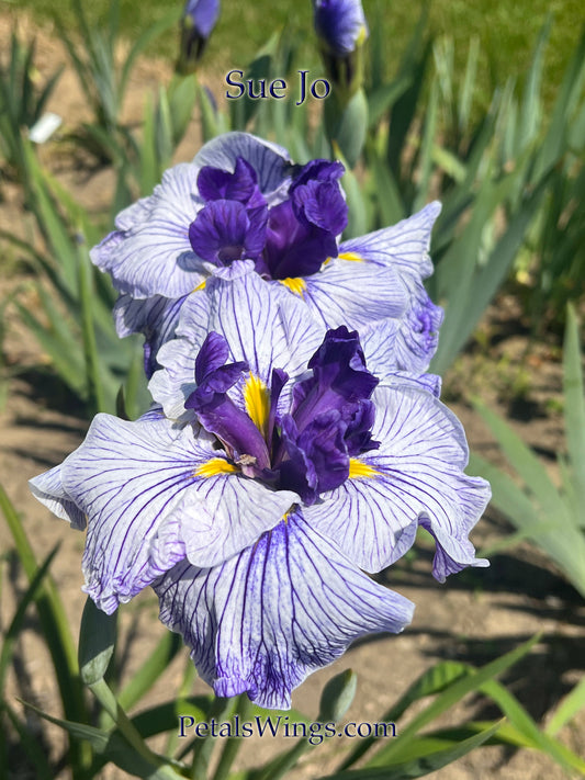 Sue Jo- Ensata - Japanese Iris