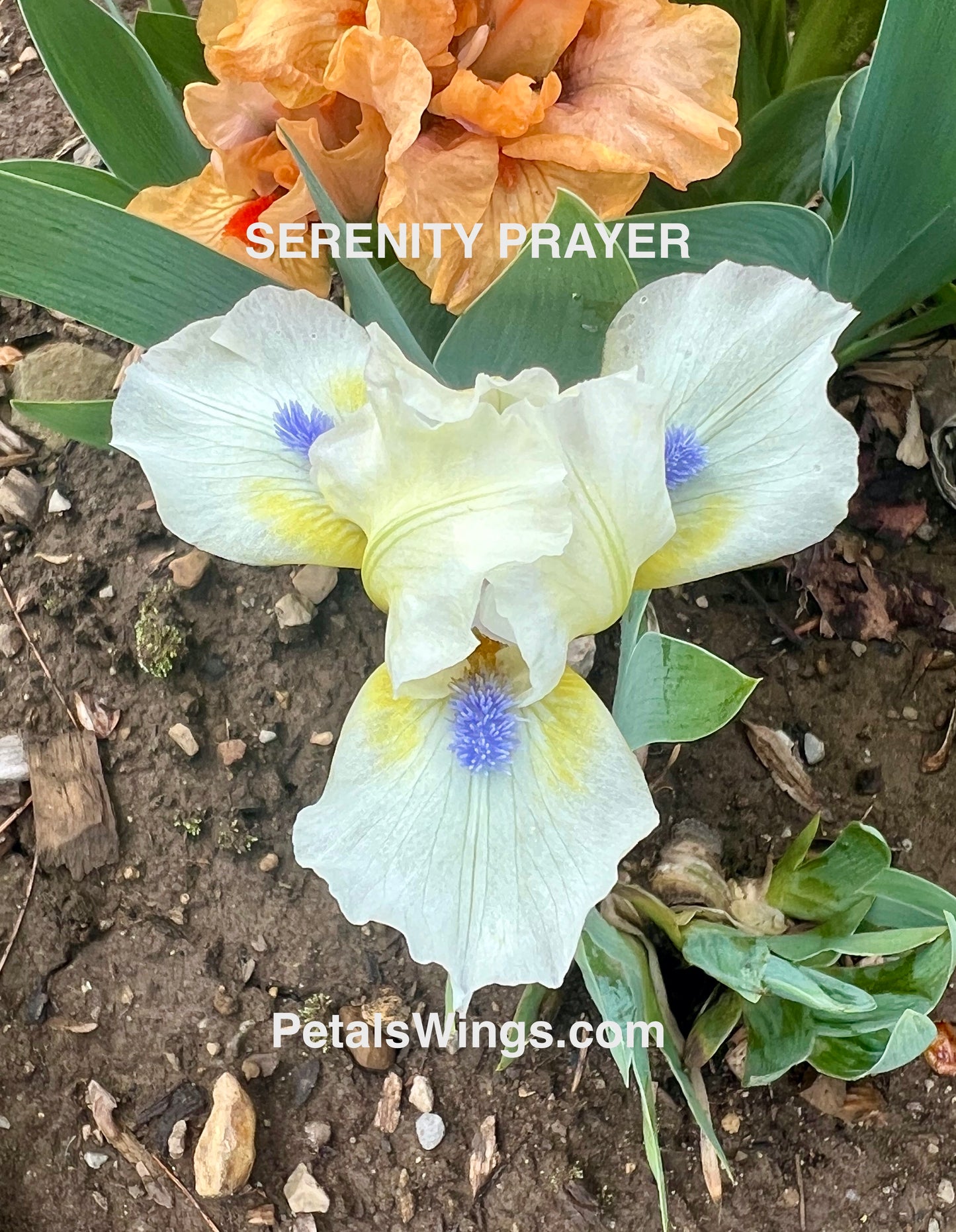 SERENITY PRAYER - 1987 - SDB