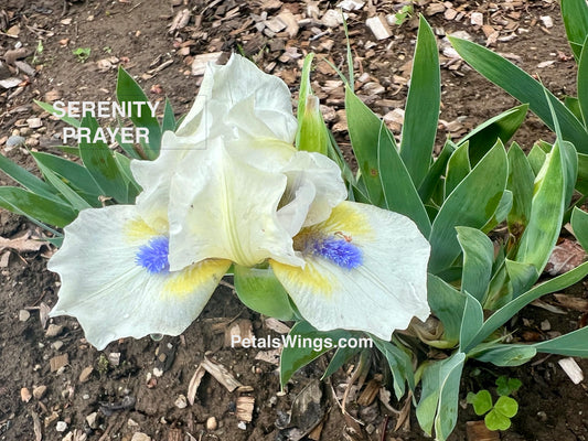 SERENITY PRAYER - 1987 - SDB