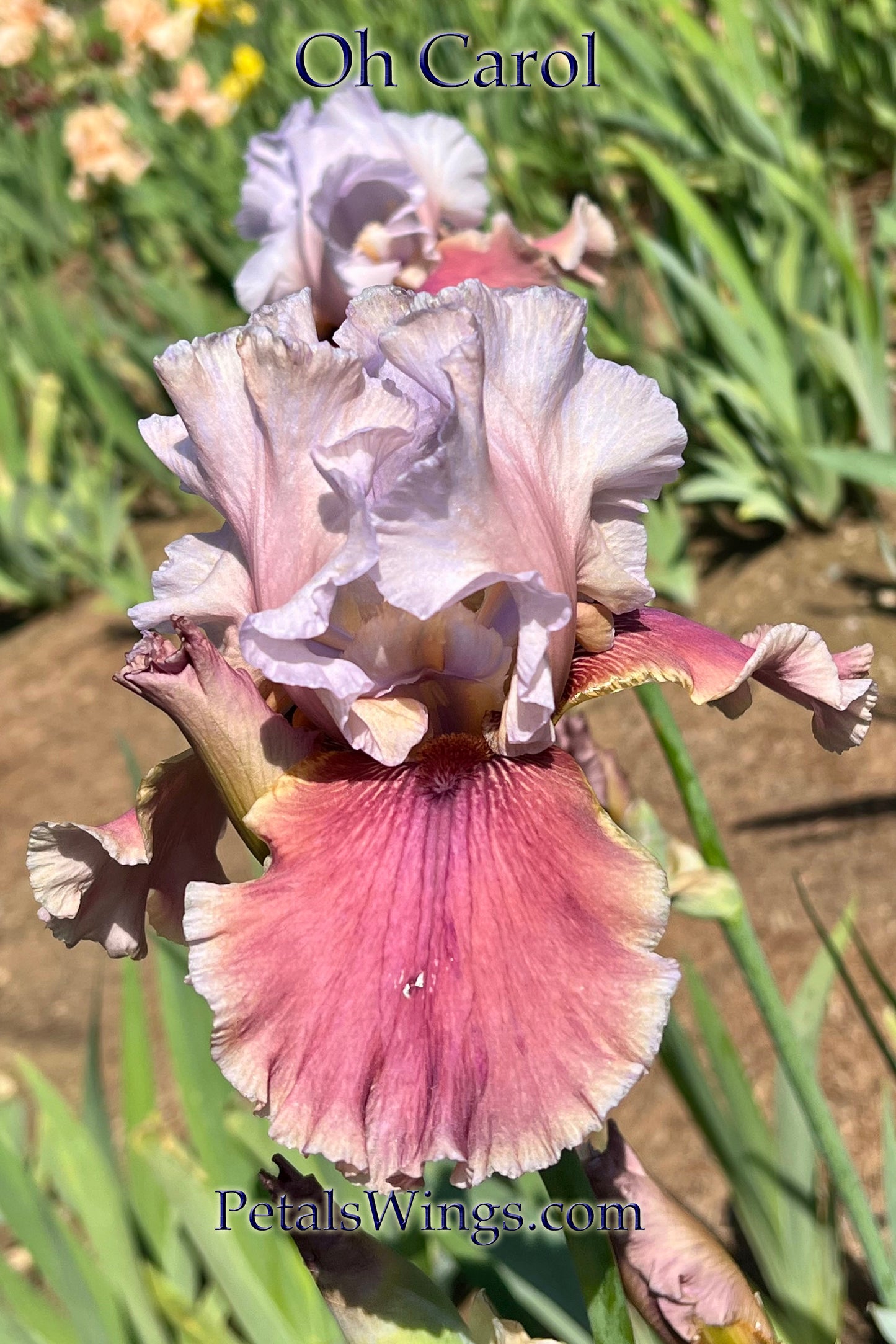 OH CAROL - 2012 TB - Reblooming & Fragrant