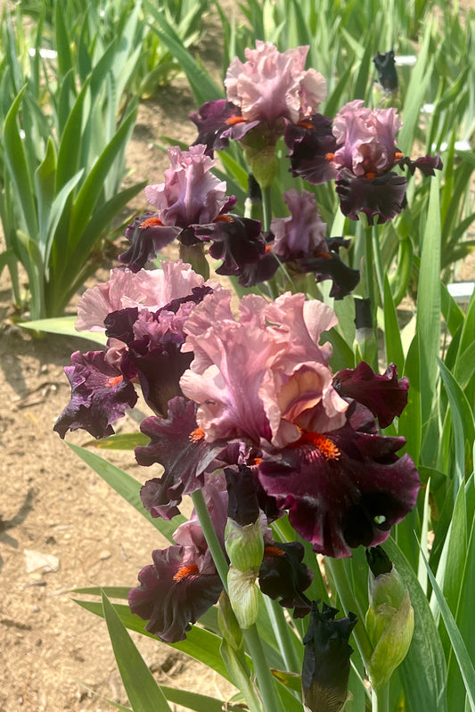 DISGUISE - 2006 - TB - Fragrant