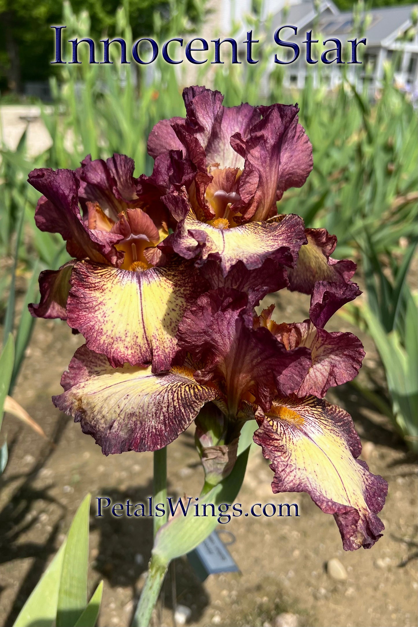 INNOCENT STAR - 1999 TB-Reblooming & Fragrant