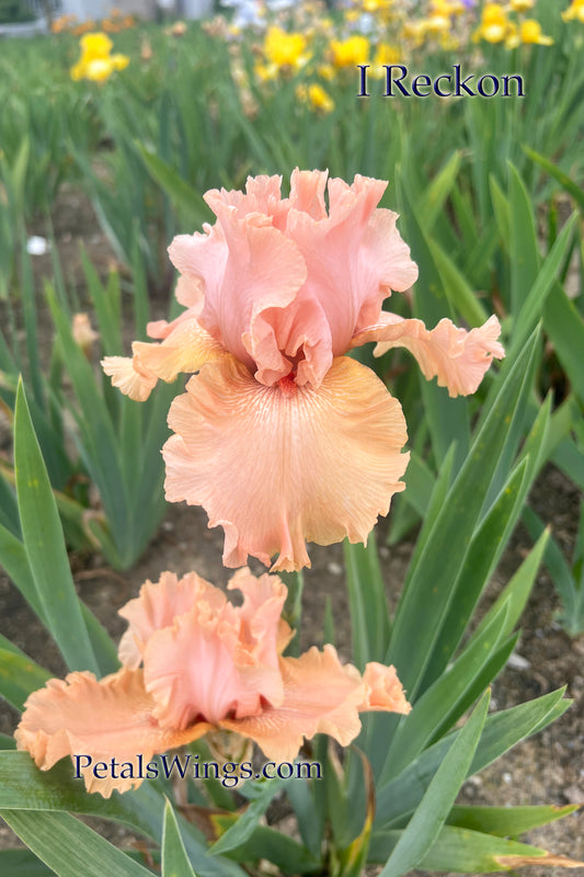 I RECKON-2022-TB-Fragrant