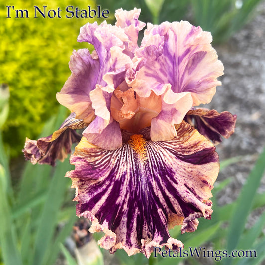 I'M NOT STABLE - 2020 broken color Iris