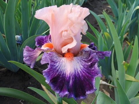 MEMORIES OF HOME 2024 - TB - Fragrant