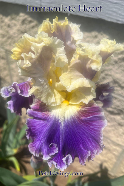 IMMACULATE HEART - 2022  Tall Bearded Iris -Luminata